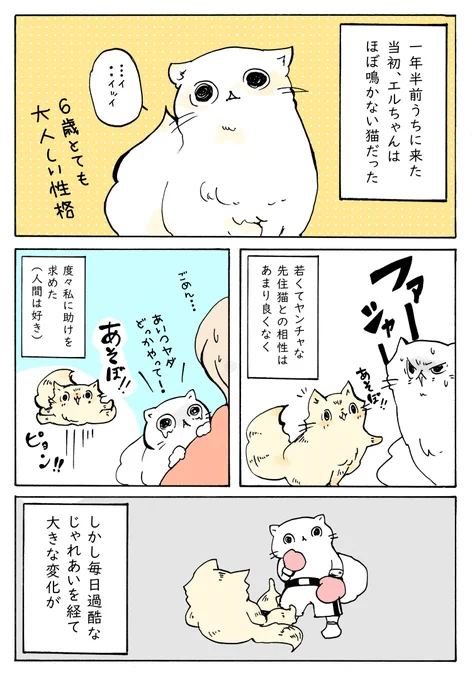 若猫につられてシニア手前で元気になった猫
【日常㉕】https://t.co/zCS0Af7882 