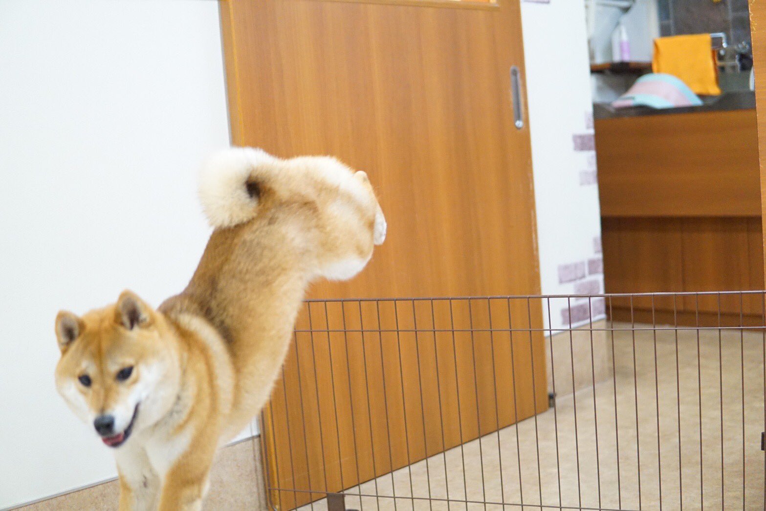 柴犬はいちゃん 脱走の瞬間w すごい躍動感で笑う 柴犬 柴犬のいる幸せ T Co Bjx5nxsfn5 Twitter