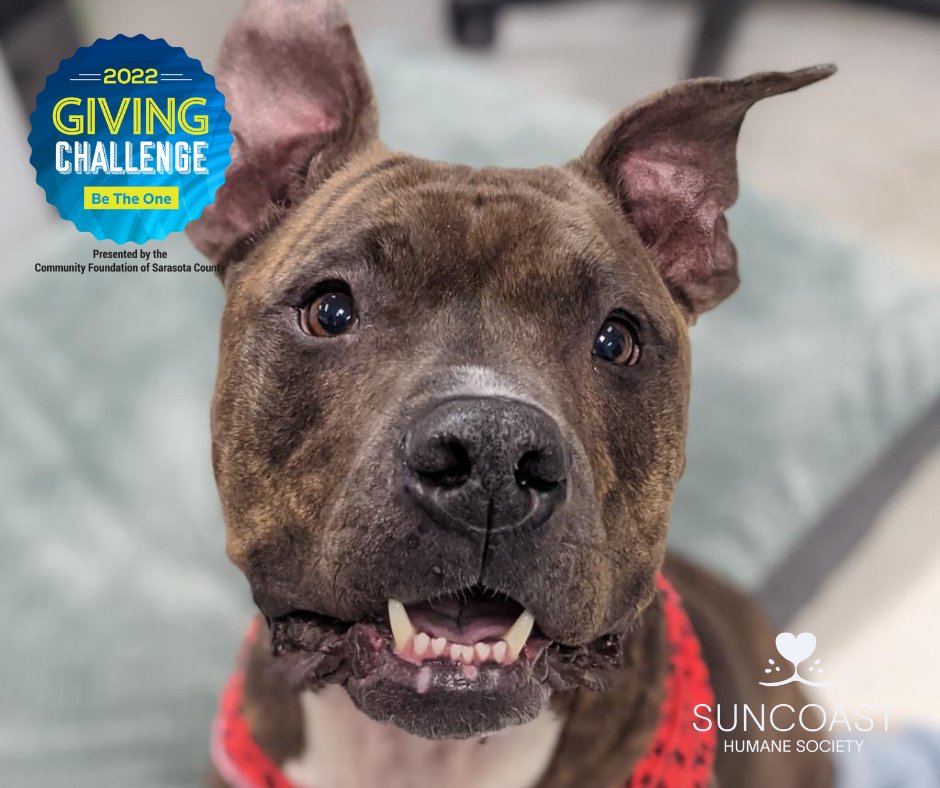SuncoastHumane's tweet photo. Meet Bruno! Bruno adores water, his toys &amp; loves to snuggle, but Bruno needs a strong partner…one who will be patient with him until he learns to trust &amp; respect them. Bruno's an amazing #dog that just needs to find the right home! He’s worth the effort. https://t.co/61SsVoHJL7 https://t.co/Jy6ezhoWuP