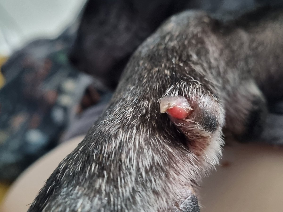 49Alice32's tweet photo. Does anyone else slowly lose their mind at their dogs constant paw injuries? How has he done this now? https://t.co/33d0bW8he8