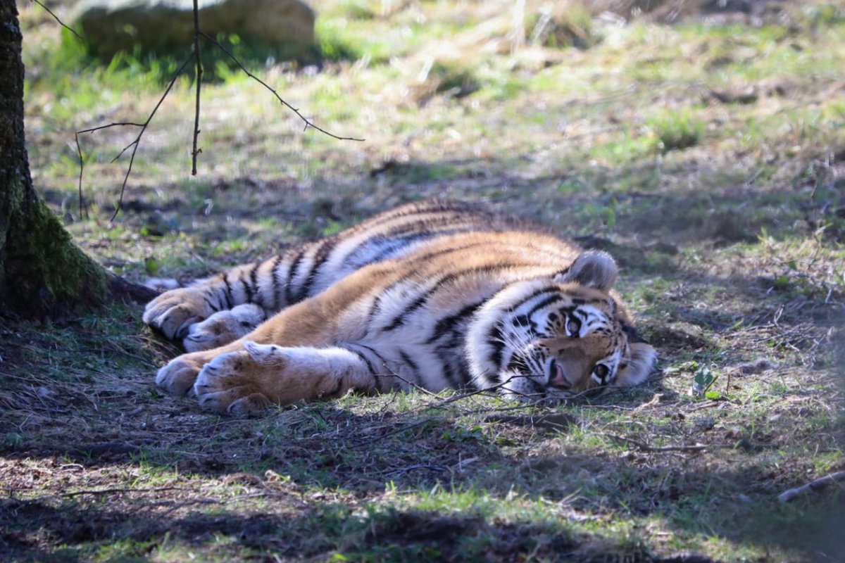 It's exhausting work being a not-so-little tiger cub, but someone's got to do it 🐅

Did you know tigers can spend 16-20 hours each day doing very little apart from lying in the shade resting and catching z's?

Spot Dominika and her three cubs on the west side of the park 💙