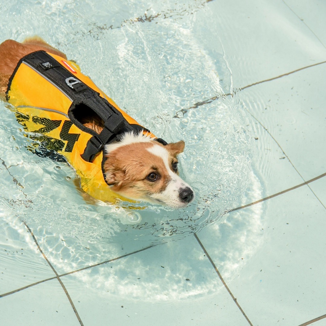 mainedcm's tweet photo. Summer season na talaga!!! Bakasyon mode na din ang besties, kasama pa si cutie Coco the corgi. Let’s beat the heat with fun water sports and activities! Samahan niyo kaming umawra, lumangoy at sumayaw with apoy ngayong linggo sa #MaineGoals! ☀️ @FeelGoodSaBuko https://t.co/Yoj3uz7YJm