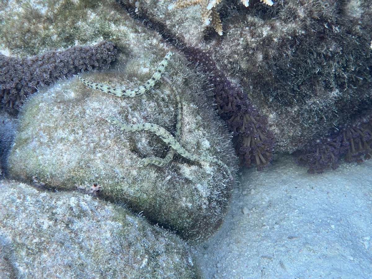108Oceans's tweet photo. What species is this cute Corythoichthys? #pipefish Found at One Tree Island 🧐 #fishid #teamfish #notagoby @syngnathids https://t.co/dyDeJKB8eq