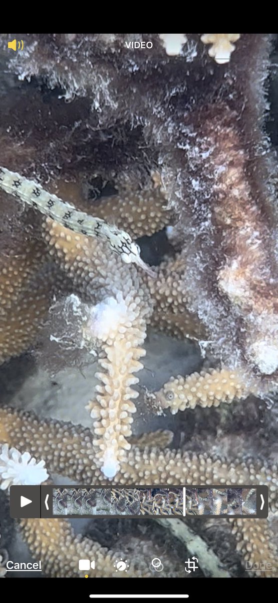 108Oceans's tweet photo. What species is this cute Corythoichthys? #pipefish Found at One Tree Island 🧐 #fishid #teamfish #notagoby @syngnathids https://t.co/dyDeJKB8eq
