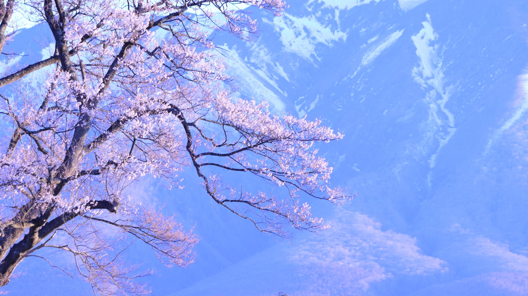 一本桜 Twitter Search Twitter
