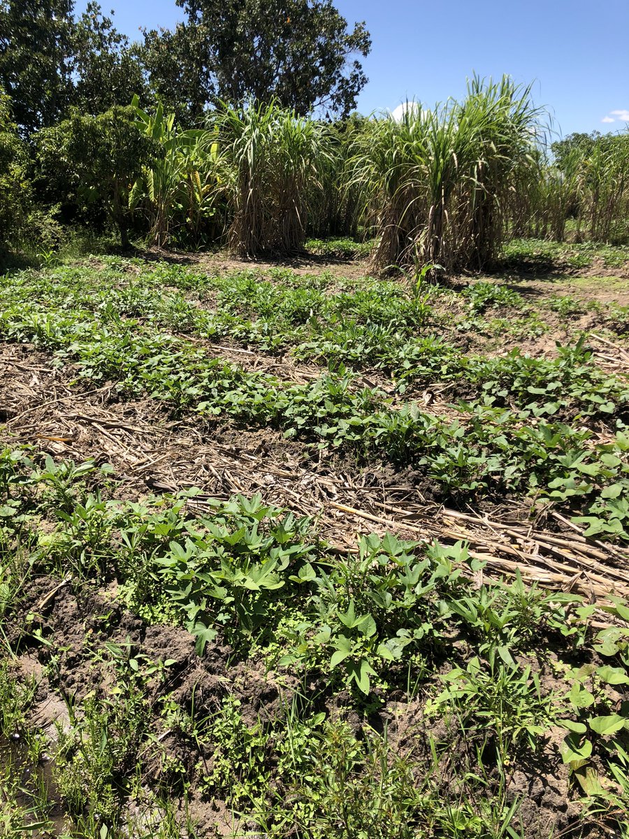 DorothyMavhiri's tweet photo. Met Maud in Marange Murehwa area last week. She is working towards household #foodandnutrionsecurity Program impact goes beyond organisational efforts. #PlanInt garden fence #Tearfund ISALS #diversifieddiets @CelinaHatidani @saulmushukujnr @AgritexS @ndakaripa @LesleyMacheka https://t.co/77IgM6JTRU