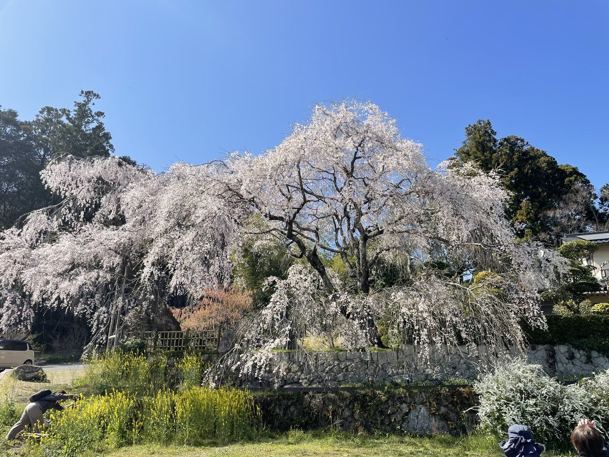 s_catlady's tweet photo. お花見してきました。
神原の枝垂れ桜🌸
キレイ✨でした。 https://t.co/bga6wGVkoo