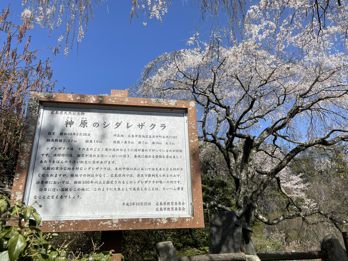 s_catlady's tweet photo. お花見してきました。
神原の枝垂れ桜🌸
キレイ✨でした。 https://t.co/bga6wGVkoo