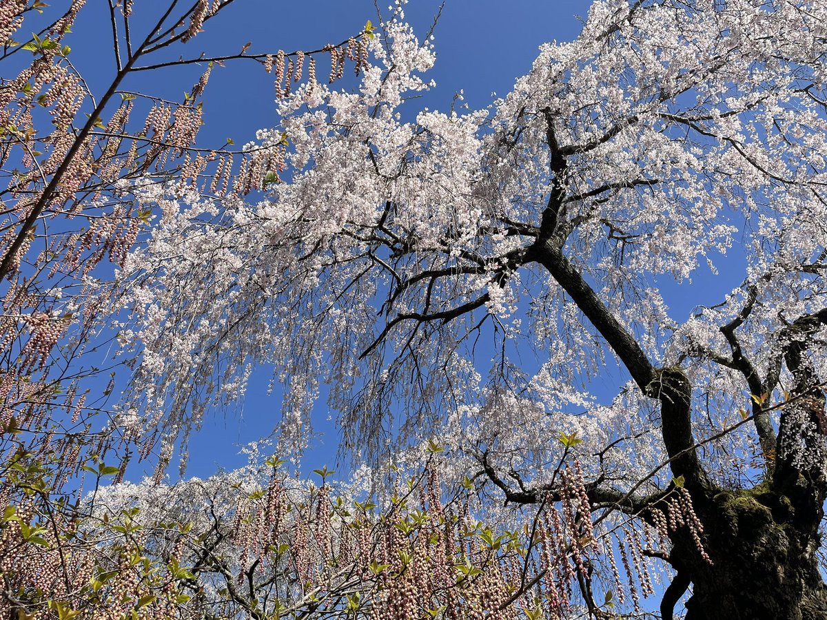 s_catlady's tweet photo. お花見してきました。
神原の枝垂れ桜🌸
キレイ✨でした。 https://t.co/bga6wGVkoo