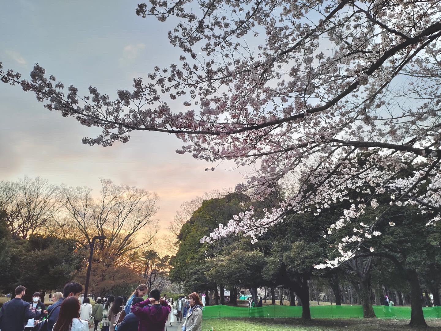 代々木公園桜 Twitter Search Twitter