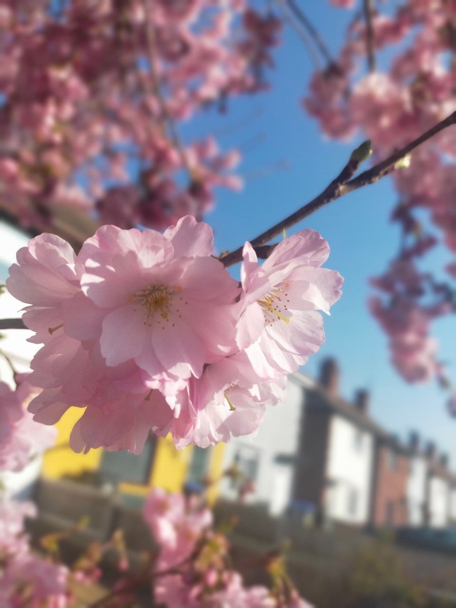 SSA_ADT's tweet photo. Kyran has been out and about with his camera taking photos of Spring. We loved them so much we thought we would share them. https://t.co/CZi3vh6tZL