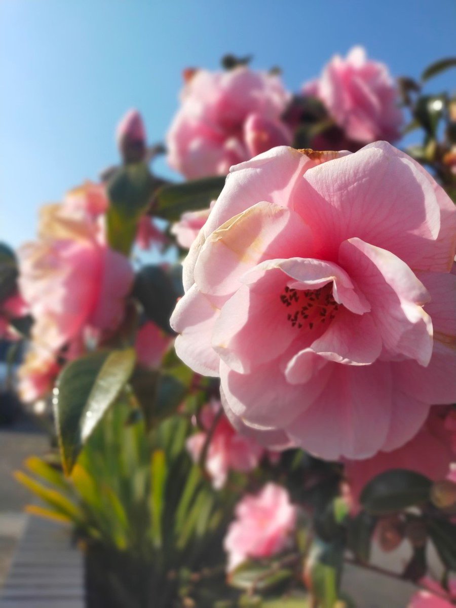 SSA_ADT's tweet photo. Kyran has been out and about with his camera taking photos of Spring. We loved them so much we thought we would share them. https://t.co/CZi3vh6tZL