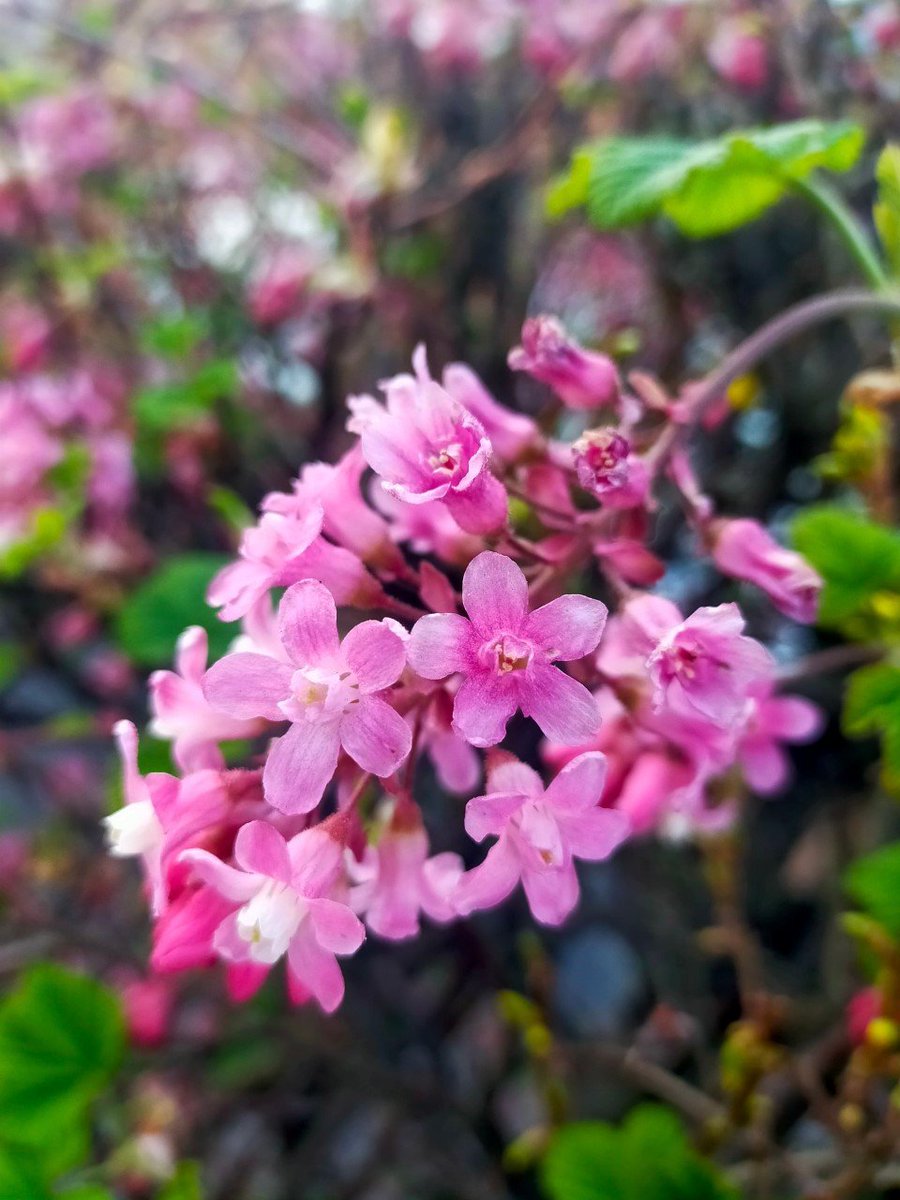 SSA_ADT's tweet photo. Kyran has been out and about with his camera taking photos of Spring. We loved them so much we thought we would share them. https://t.co/CZi3vh6tZL