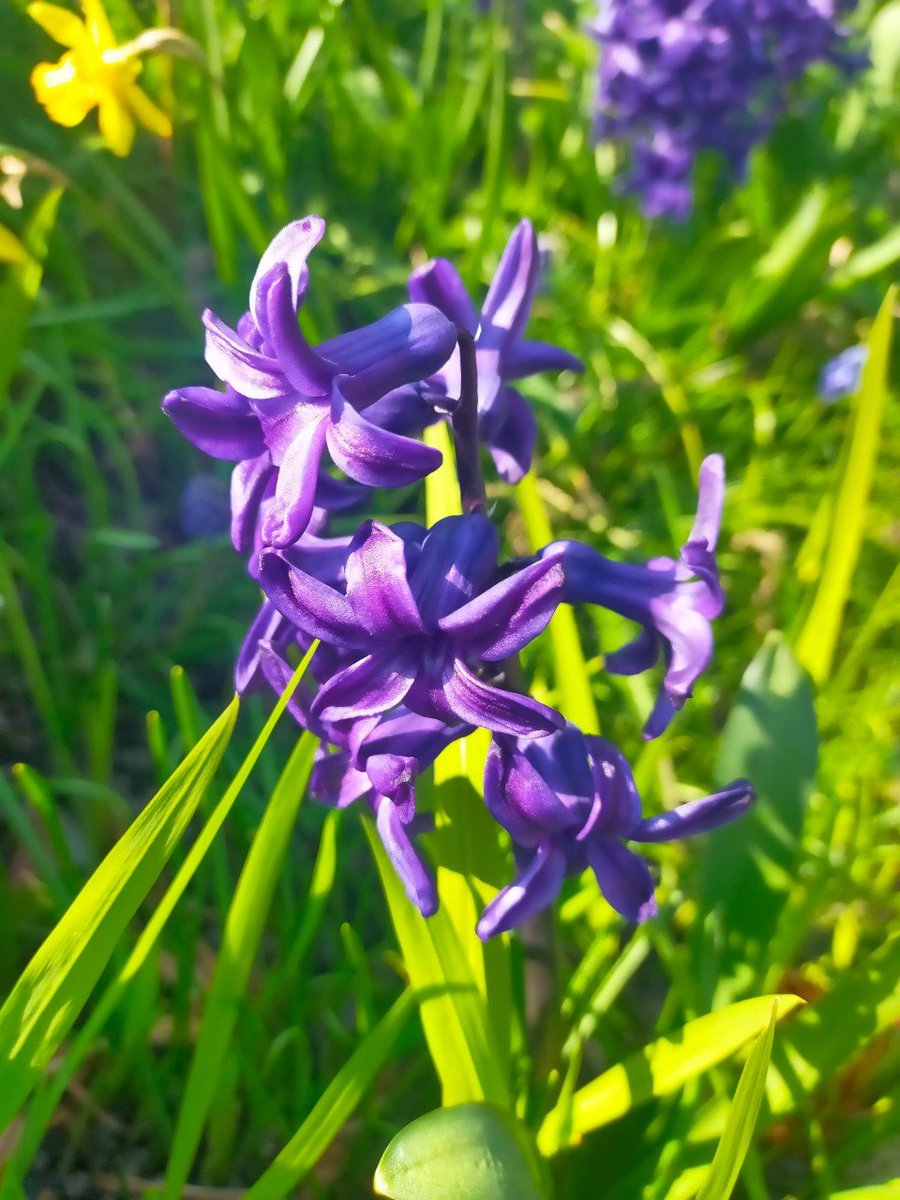 SSA_ADT's tweet photo. Kyran has been out and about with his camera taking photos of Spring. We loved them so much we thought we would share them. https://t.co/CZi3vh6tZL