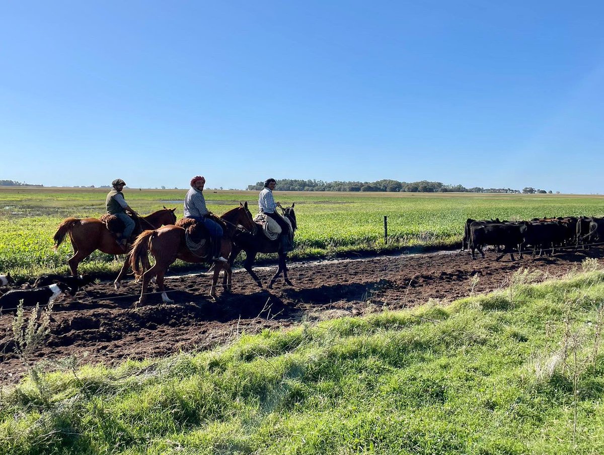 soilcapfarming's tweet photo. A productive week in #Argentina where we work with farmers to foster adoption of #RegenAg practices in challenging contexts! https://t.co/Qhqyd6t0u1