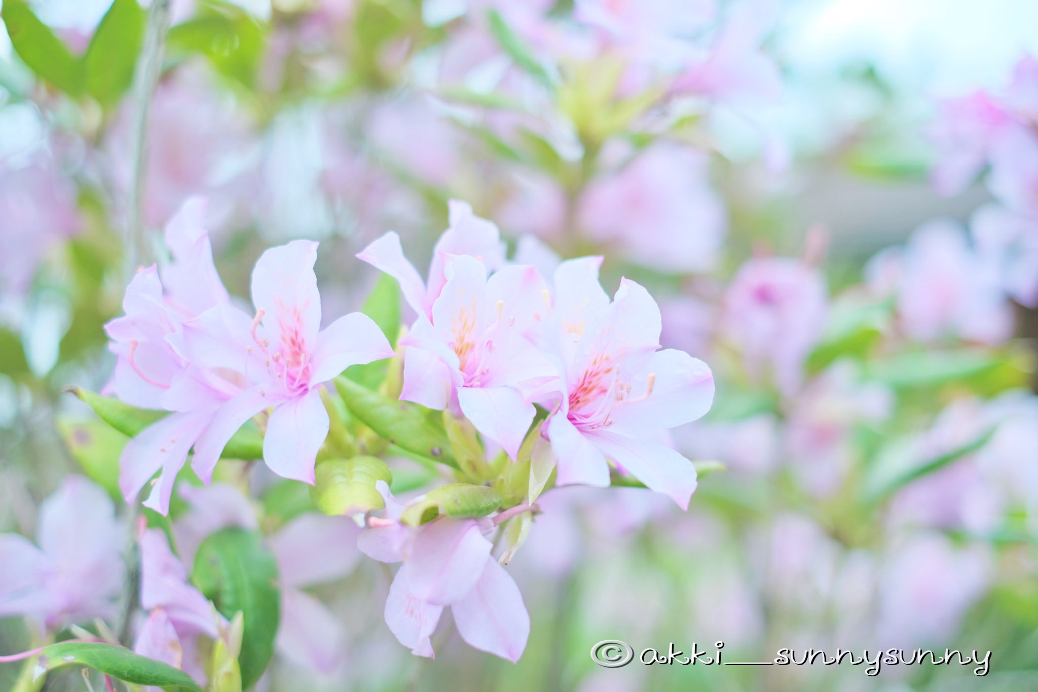 幻の花 Twitter Search Twitter
