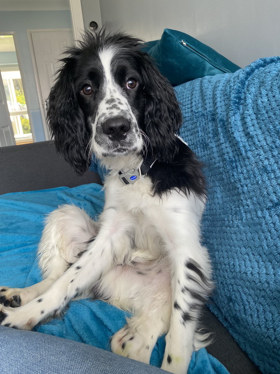 My new member of the family 🐾 meet TPD Blue from WMP.  He is 8 months old and full of beans! Time to see if he will follow in PD Bonds paw prints on a successful career! <a href="/WMPDogs/">WMP Dog Unit</a> <a href="/VolunteersWMP/">West Mids Police Volunteers</a> #puppywalker #policepuppy