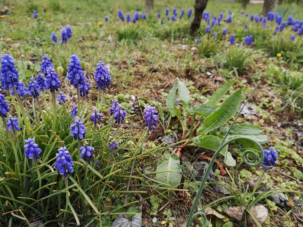 Il percorso al centro - Contributo n.2 al Progetto Qui Si legge 2022 - Prova di narrazione di un percorso in bicicletta - Giovanna, staffetta volontaria per Ponzano Veneto #abitanti #bicicletta #libri #quisilegge2022 >> barubici.blogspot.com/2022/04/il-per…