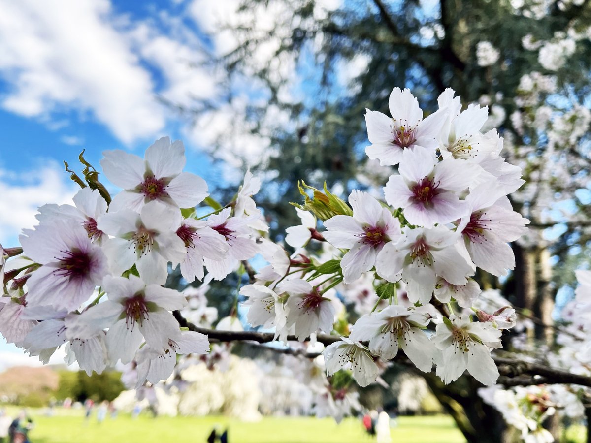 angew_chem's tweet photo. For #ChemLifeBalance, some of us enjoy the outdoors eg. by gardening, running, hiking, or simply taking a walk in the park #Weinheim (Hermannshof) especially during #cherryblossoms season https://t.co/7VfyEgpYxy
