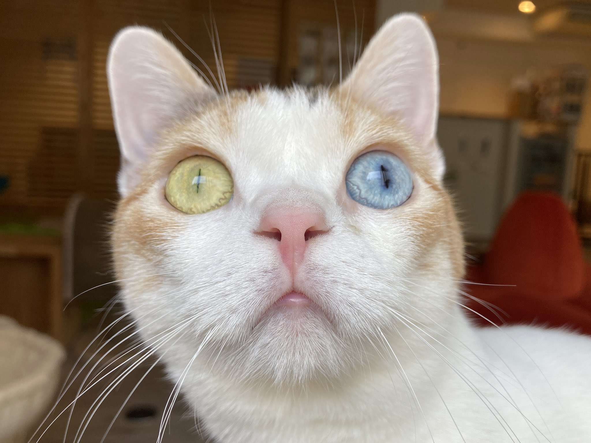 おひとり様専用猫カフェ Arisa Hitori Catcafe Twitter