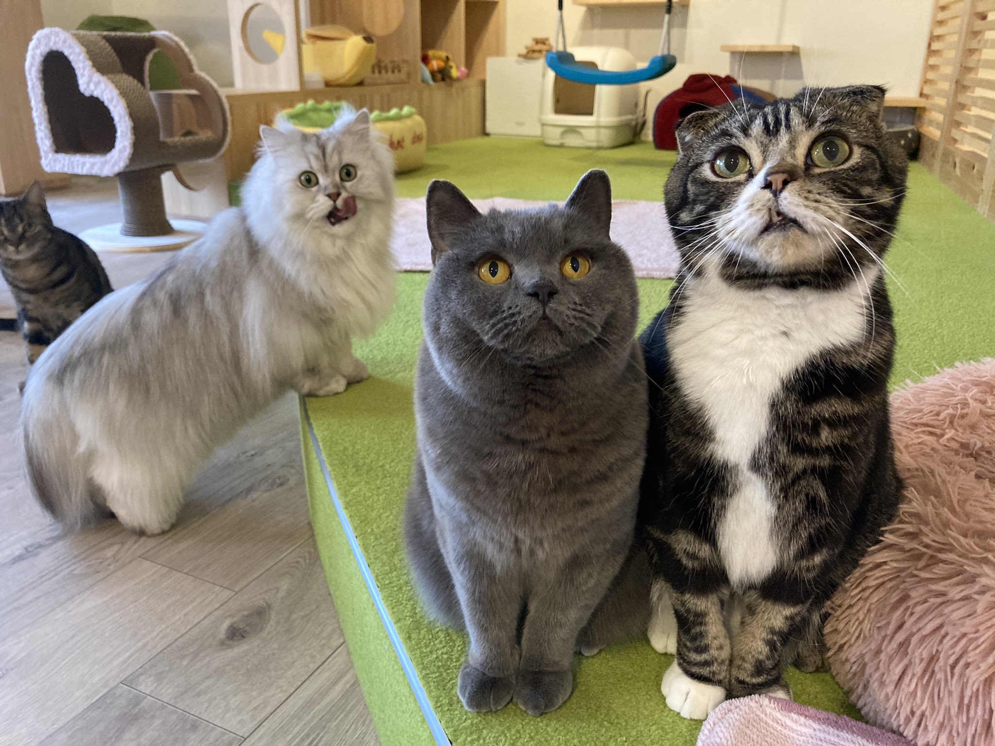 おひとり様専用猫カフェ Arisa Hitori Catcafe Twitter