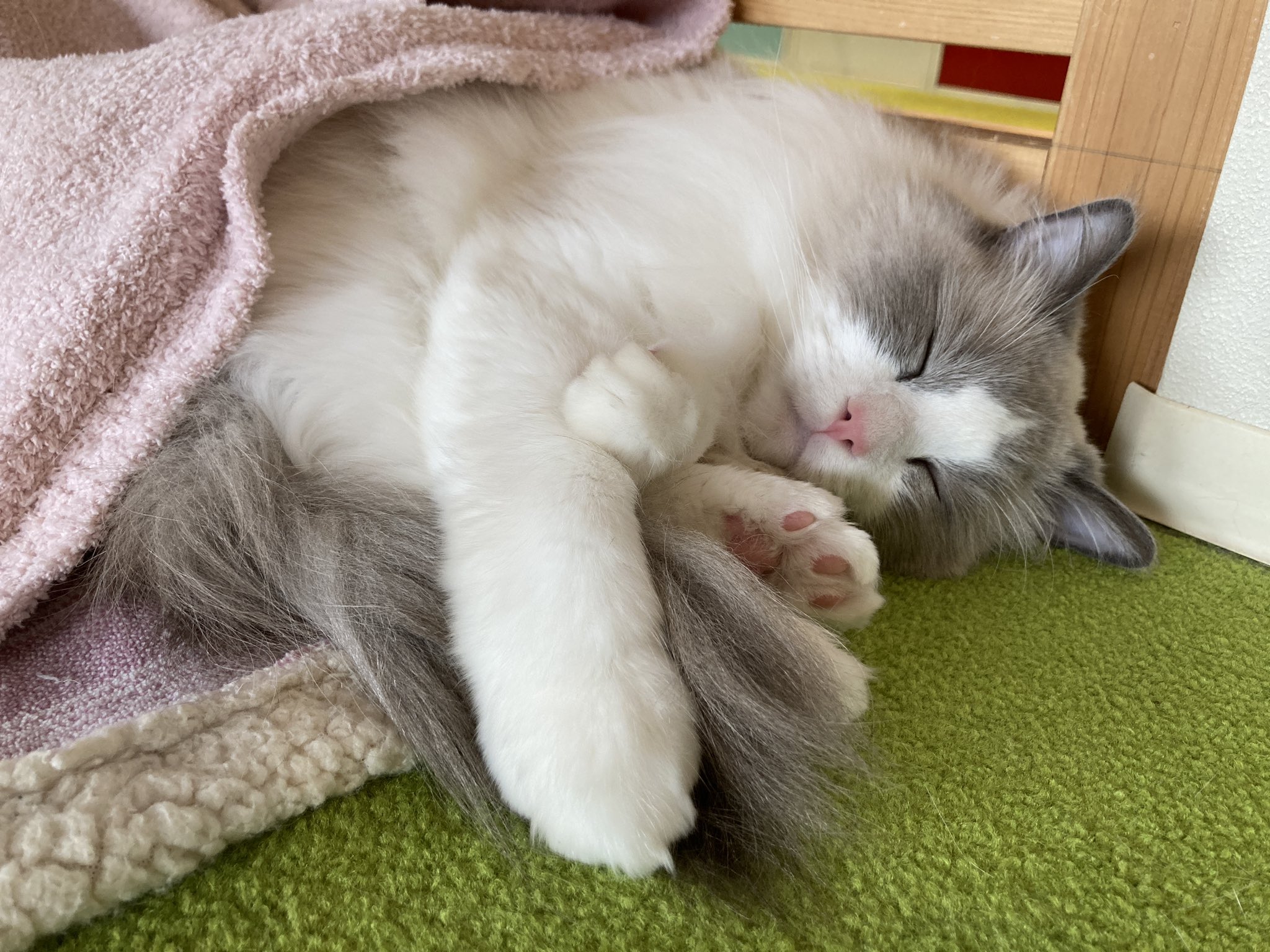 おひとり様専用猫カフェ Arisa Hitori Catcafe Twitter
