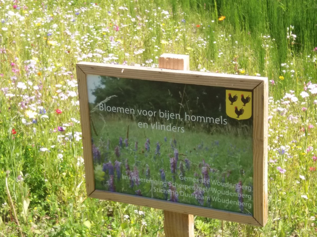 Suzy Bollen tweet media