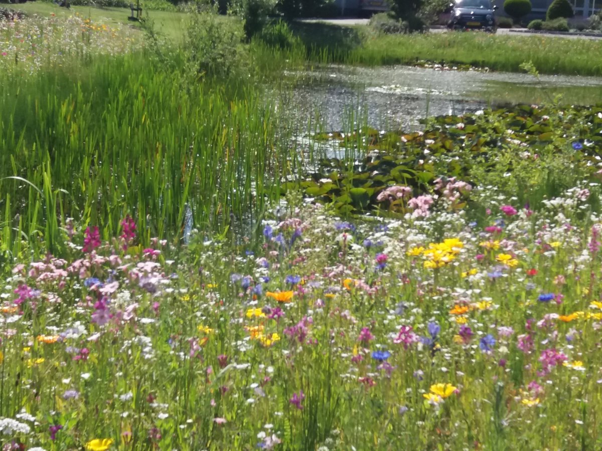 Suzy Bollen tweet media