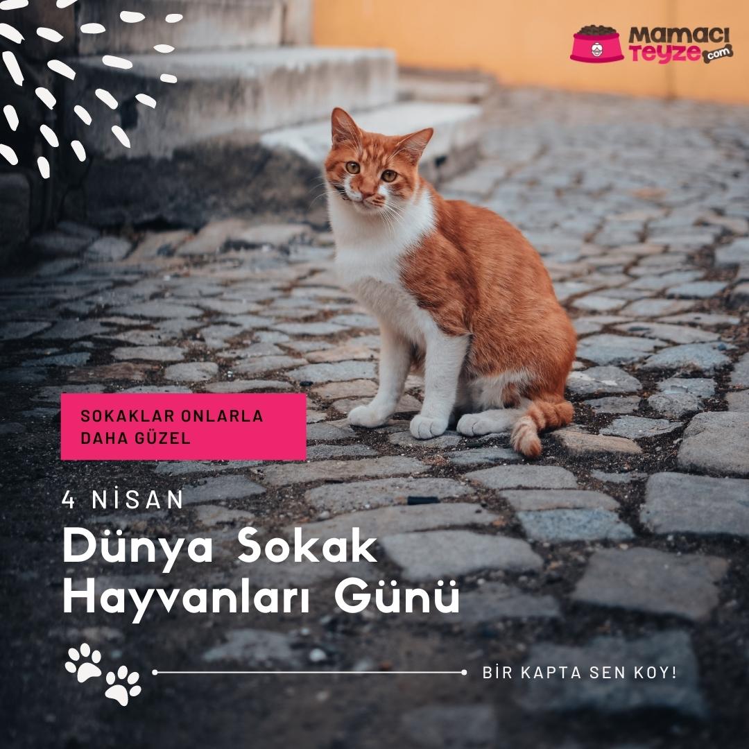 Korumak yetmiyor, sevin. Dünya Sokak Hayvanları Günü kutlu olsun.
---
#4nisan #sokakhayvanlarıgünü #benimmamacıteyzem