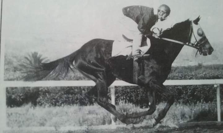 HORSERACING1002's tweet photo. CACHAVA 1963 (RULERSHIP-TEHUANA BY  GOLDLEIGH) #Cachava stakes winner 1966 champion 3 year old filly and triple crown winner in Mexico @hipodromomex https://t.co/FnwXPhweg5