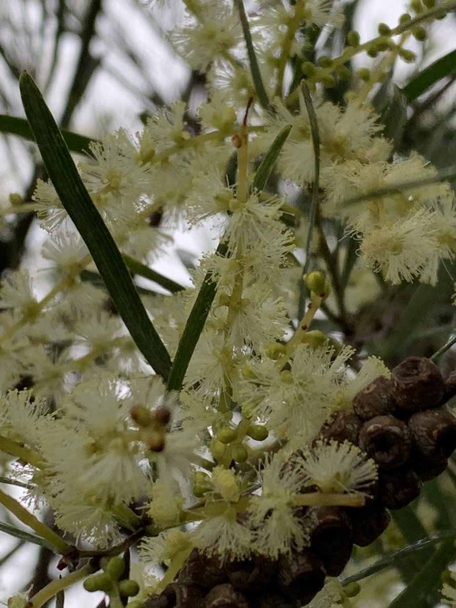 Acacia mucronata in full flower, absolutely covered  this year Seeds are on the APS <a href="/GondwanaPlants/">AusPlantSoc</a> seed list #ozplants