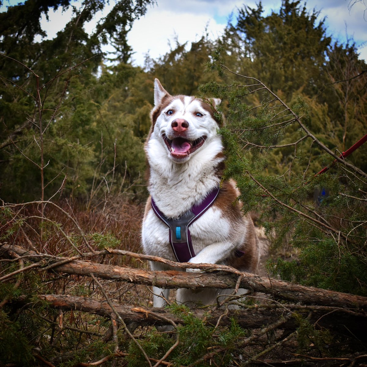 Wanna help me spread some monday smiles? ❤️ 

#DogsofTwittter #twitterdog #smile