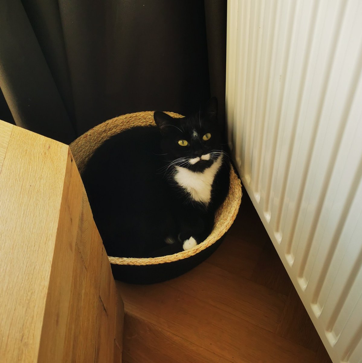 GrootRocket2's tweet photo. Human servant, open the curtains a wee bit more so I can do my #hedgewatch duties from the comfort of this toasty spot.

#CatsOfTwitter #TheCatsWeTweet #MondayMotivation #ColdApril https://t.co/IbaEAlbvZ5