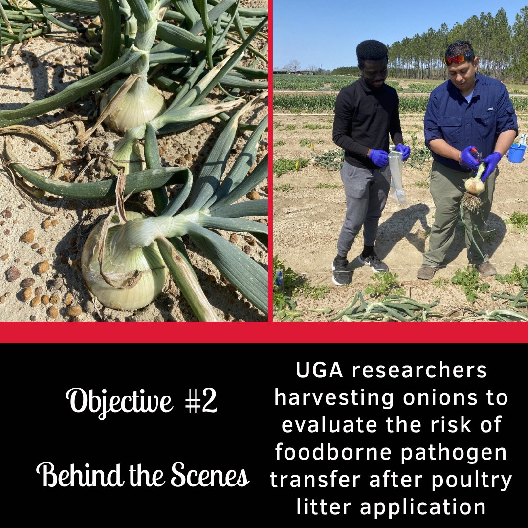 ps_sci's tweet photo. #BehindTheScenes on #objective2: we posted in the fall about planting onions to evaluate pathogen survival in soil and later transfer to produce, and we've harvested them! The UGA team will spend the next few months evaluating results. Stay tuned for their findings!
#makeCONTACT https://t.co/rxFdU6jDzJ