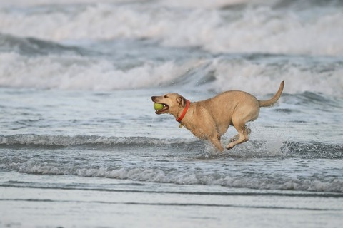 dogfriendly.com/server/travel/…

DogFriendly.com's Guide to Corpus Christi Texas - dogfriendly.com/server/travel/…

#petfriendly #dogfriendly #corpuschristi #texas