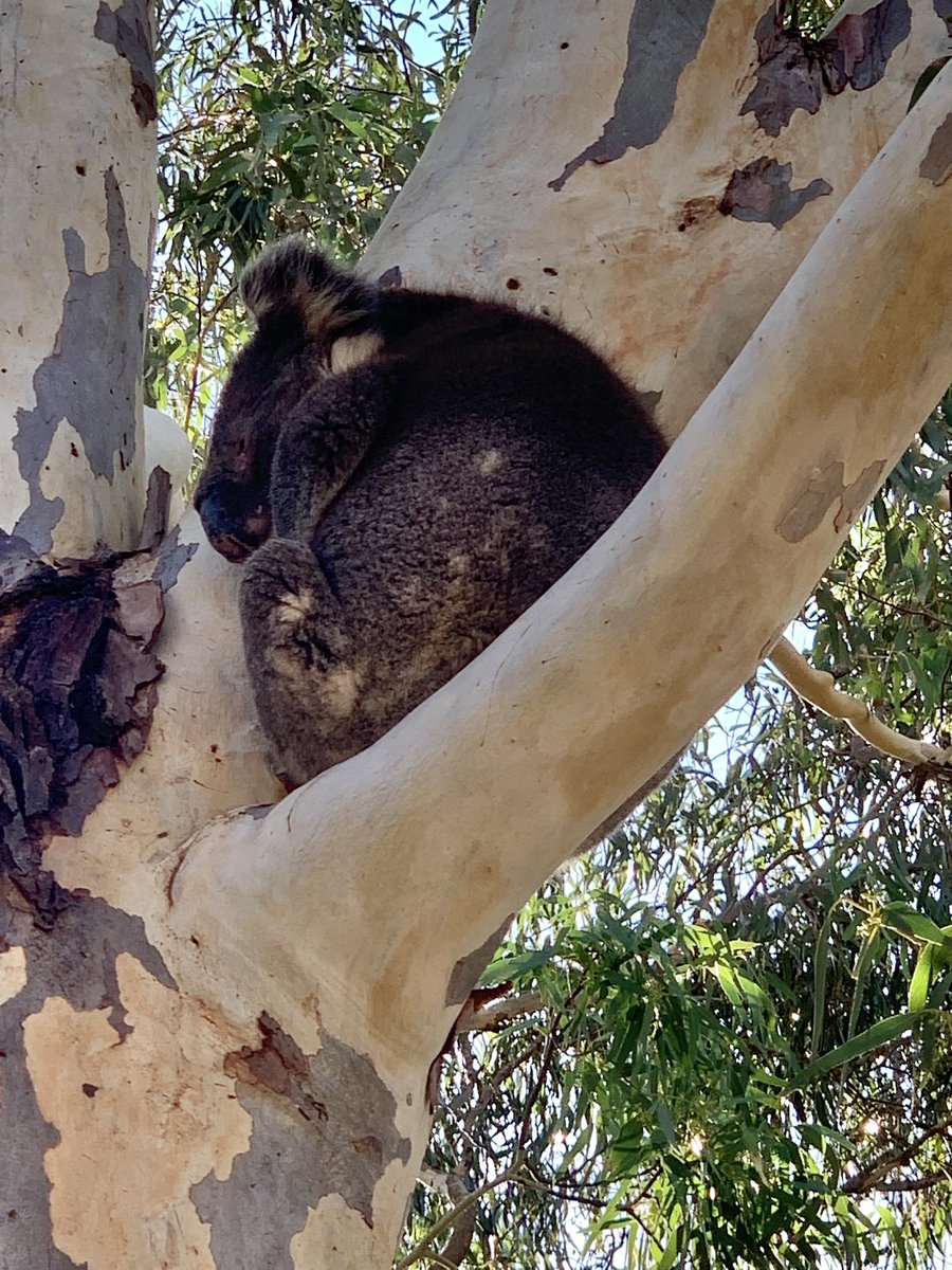 KaraLevin7's tweet photo. Finding these little snuggly drop bears always makes me so happy 🤗🐨 #HikingPerks https://t.co/bXSnjKvmmr