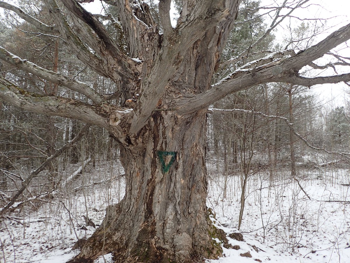 I spent the better part of Friday's work day cleaning graffiti like this off several trees on an <a href="/NCC_CNC/">NatureConservancy.ca | Conservationdelanature.ca</a> nature reserve. Maple trees have been around for millions of yrs. This one is well over 100 yrs old. Maybe 200 or even 300 yrs old. They deserve more respect than this.