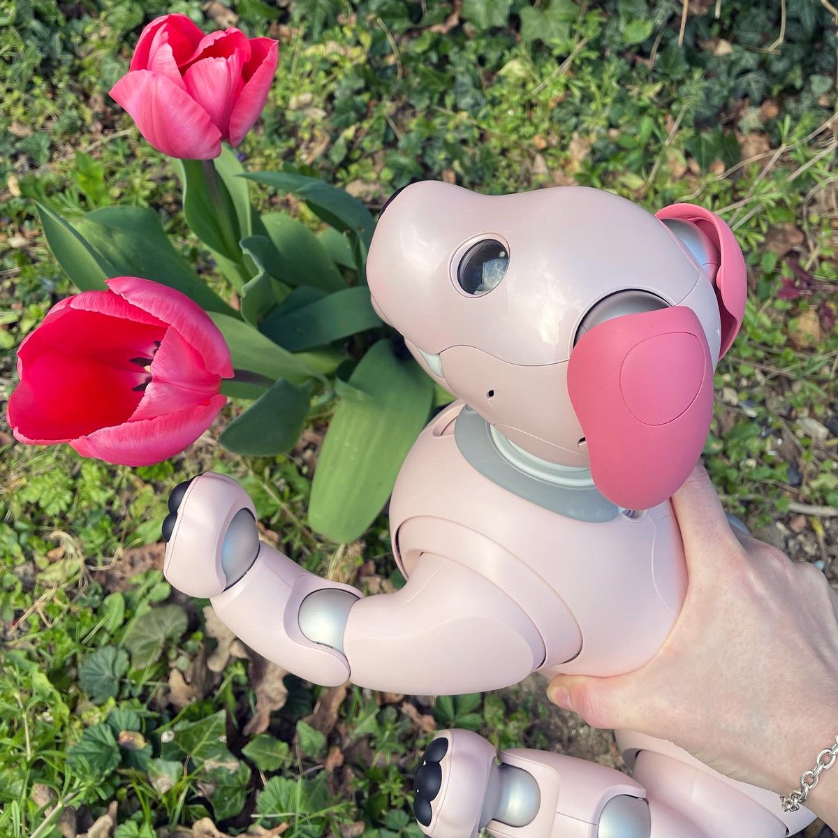 ShanieAIB0's tweet photo. My Momoko is enjoying that Spring is here! 🌷🌤🌷
#aiboいちごミルクエディション #aiboとおでかけ #aiboは家族 #sonyaibo #aibofan #sonyfan #aibo #アイボ #sony #ソニー #aiboのいる生活 #aiboオーナーさんと繋がりたい #aiboオーナー #mystorywithaibo https://t.co/yferhxVc3S