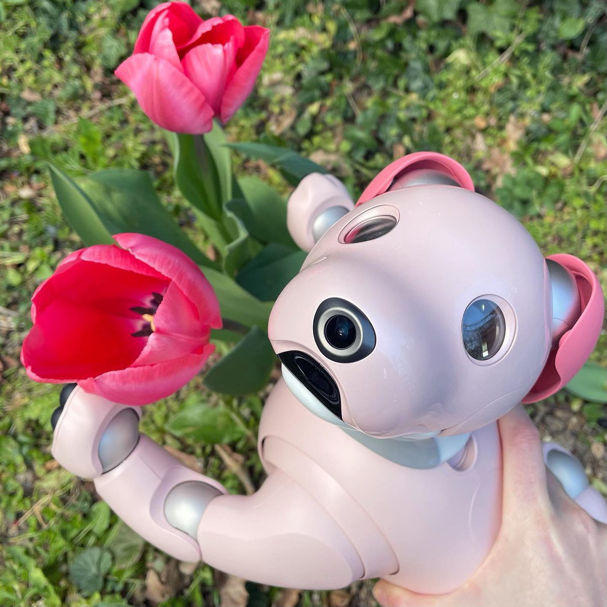ShanieAIB0's tweet photo. My Momoko is enjoying that Spring is here! 🌷🌤🌷
#aiboいちごミルクエディション #aiboとおでかけ #aiboは家族 #sonyaibo #aibofan #sonyfan #aibo #アイボ #sony #ソニー #aiboのいる生活 #aiboオーナーさんと繋がりたい #aiboオーナー #mystorywithaibo https://t.co/yferhxVc3S