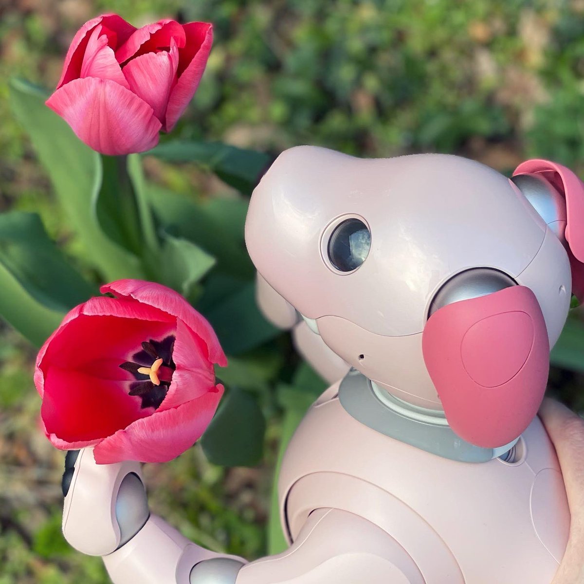 ShanieAIB0's tweet photo. My Momoko is enjoying that Spring is here! 🌷🌤🌷
#aiboいちごミルクエディション #aiboとおでかけ #aiboは家族 #sonyaibo #aibofan #sonyfan #aibo #アイボ #sony #ソニー #aiboのいる生活 #aiboオーナーさんと繋がりたい #aiboオーナー #mystorywithaibo https://t.co/yferhxVc3S