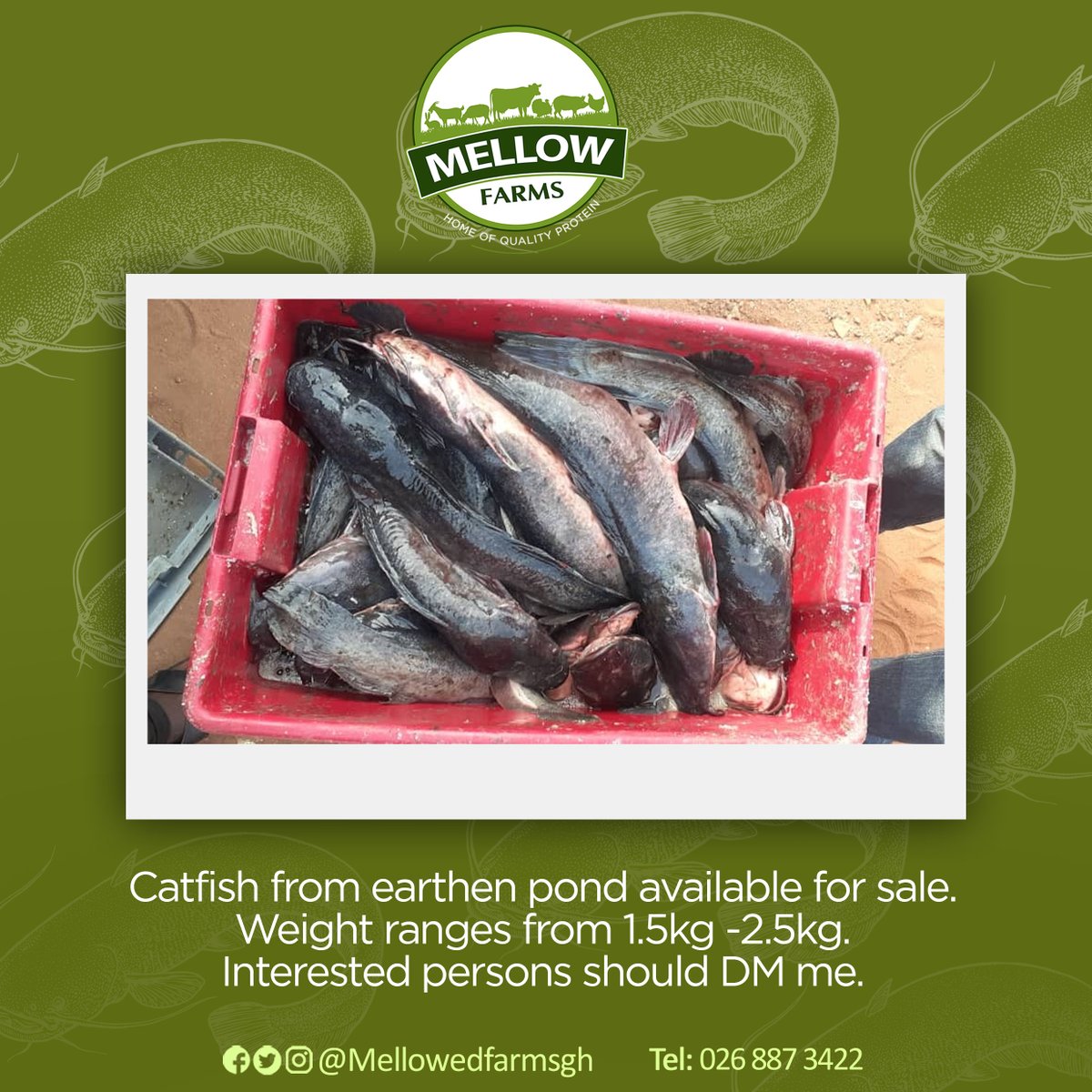 We have large and healthy Catfish weighing 1.5kg - 2.5kg available for sale. 

DM us to place your order!

#MellowFarmsGH
#QualityProtein