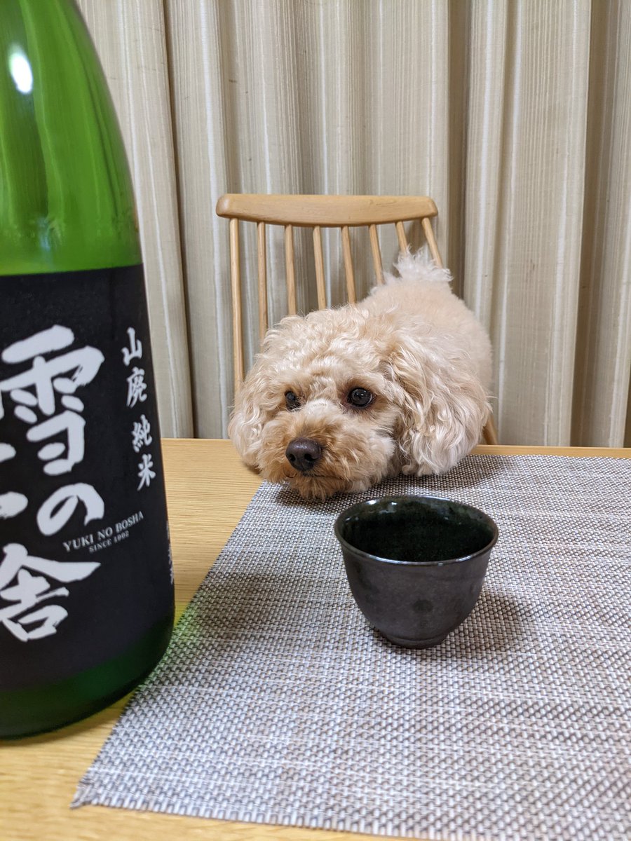 chikunpoo's tweet photo. お父さんが席立った隙に
ナニこれ？とクンクン
駄目だよ〜
#雪の茅舎
#いぬとの暮らし https://t.co/VJDuT4MdaO