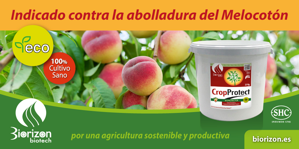BiorizonBiotech's tweet photo. Las lluvias y la humedad requieren de tratamientos especiales como #CropProtect que ha demostrado su eficacia en la #abolladura del #melocotonero. Con acción preventiva y paliativa de enfermedades #fúngicas y #bacterianas.
#agriculturasostenible
👉https://t.co/MrjYOqgzgS https://t.co/4JmXcUNT7l