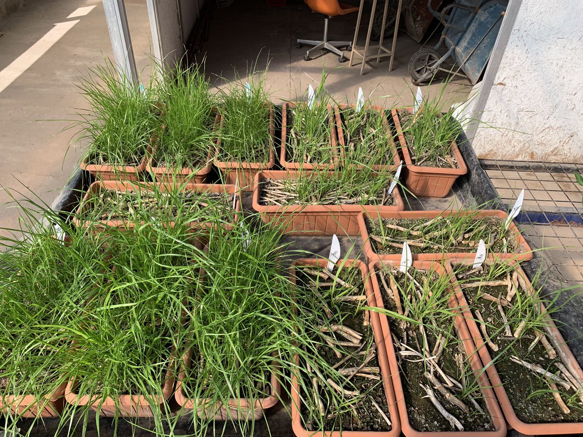 Giulllliii's tweet photo. Hoy visitamos los ensayos de herbicidas pre emergentes que tenemos junto con la cátedra de malezas de la facultad de Ciencias Agrarias de Zavalla. Próximamente tendremos los resultados! 💪🏽 Cosas muy interesantes 🤓! @marapavan78 @SummitAgroAr https://t.co/F4kIRUund2