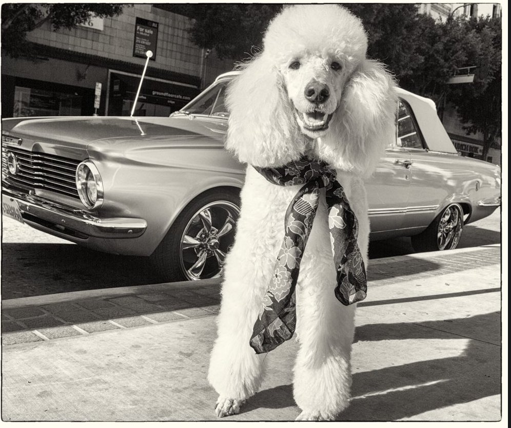 marissadela's tweet photo. poodle up//dtla #dawgsofdtla #vintage #scarf #car #city #streetphotography #petphotography https://t.co/fuXhjgd2ld