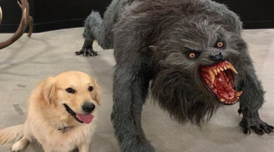 14 Reasons Labradors Are The Worst Indoor Dog Breed Of All Time The Paws Black l