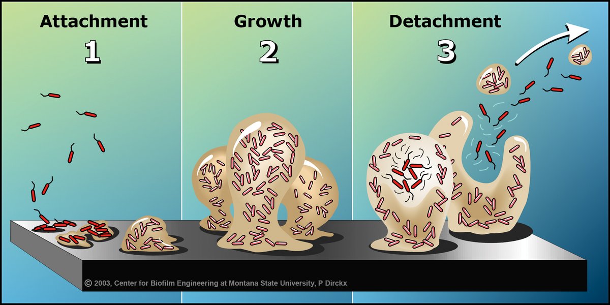 In the debut episode of our podcast, Erika Espinosa-Ortiz gives a insightful overview of the impact (and potential!) of fungal-based biofilms, including why #NASA  is eying fungi to aid in long-term space travel. #biofilmfirst
rss.com/podcasts/biofi… via <a href="/rss/">RSS.com</a>