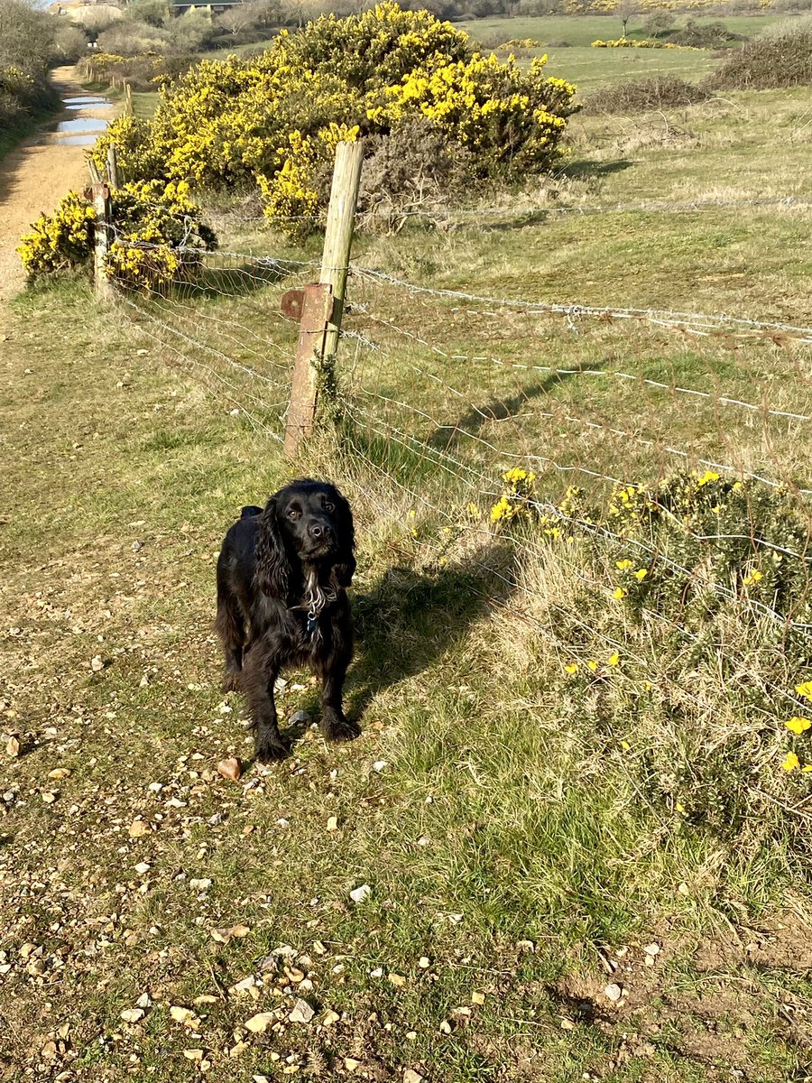 How can he be a year old already 🤔🙈 #spaniel #workingcocker