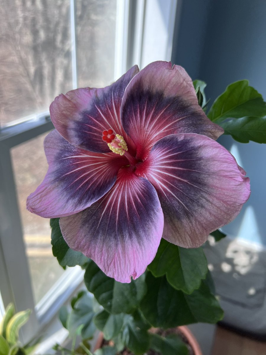 tylermossop's tweet photo. Happy Monday #PlantTwitter #HawaiinHibiscus #Tropical #Flowers https://t.co/cELU3jT1xv