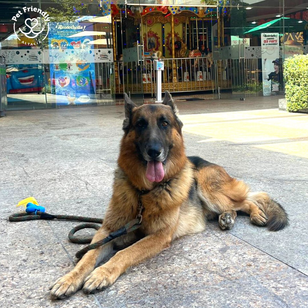 Altaciamx's tweet photo. 🐶¿Tu lomito 4 patitas ya tiene su pasaporte petfriendly #Altacia? 🐶
𝗩𝗲𝗻 𝗮 𝘁𝗿𝗮𝗺𝗶𝘁𝗮𝗿𝗹𝗼, 𝗲𝘀 𝘁𝗼𝘁𝗮𝗹𝗺𝗲𝗻𝘁𝗲 𝗴𝗿𝗮𝘁𝗶𝘀.

*No tienes que traer ninguna documentación. https://t.co/dpnPknrSny